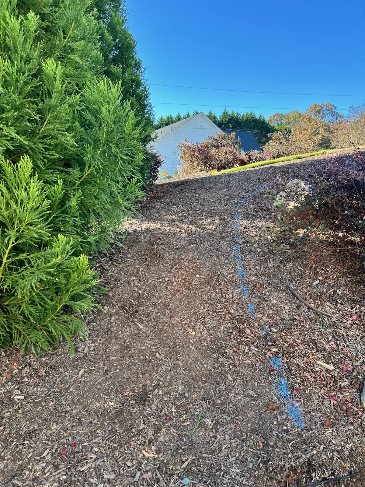 Blue paint marks layout lines for landscape design & installation in Hoschton, GA on a mulched backyard slope.